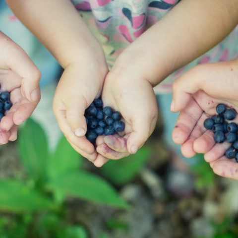 blueberry-picking