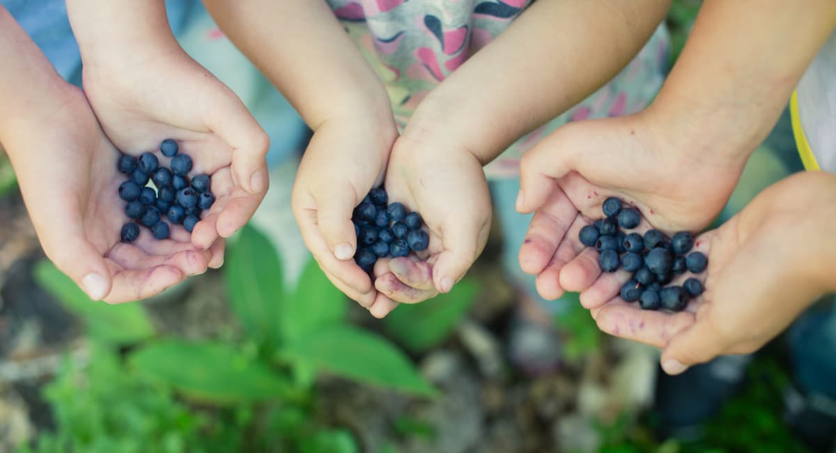 blueberry-picking