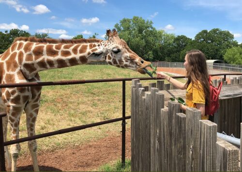 Go Wild With These 6 OKC Zoo Animal Experiences