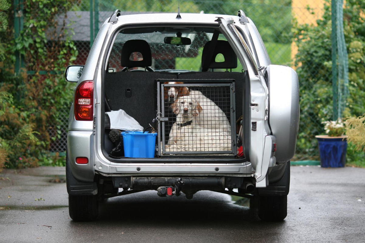 travel car dog