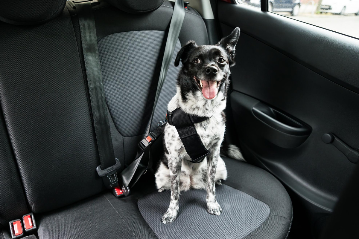 Planning Safe Family Road Trips with Pets A Complete Checklist