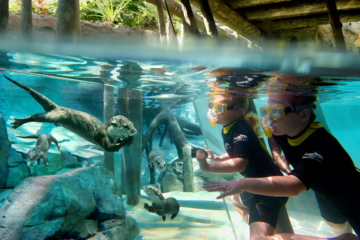 otters and children swimming