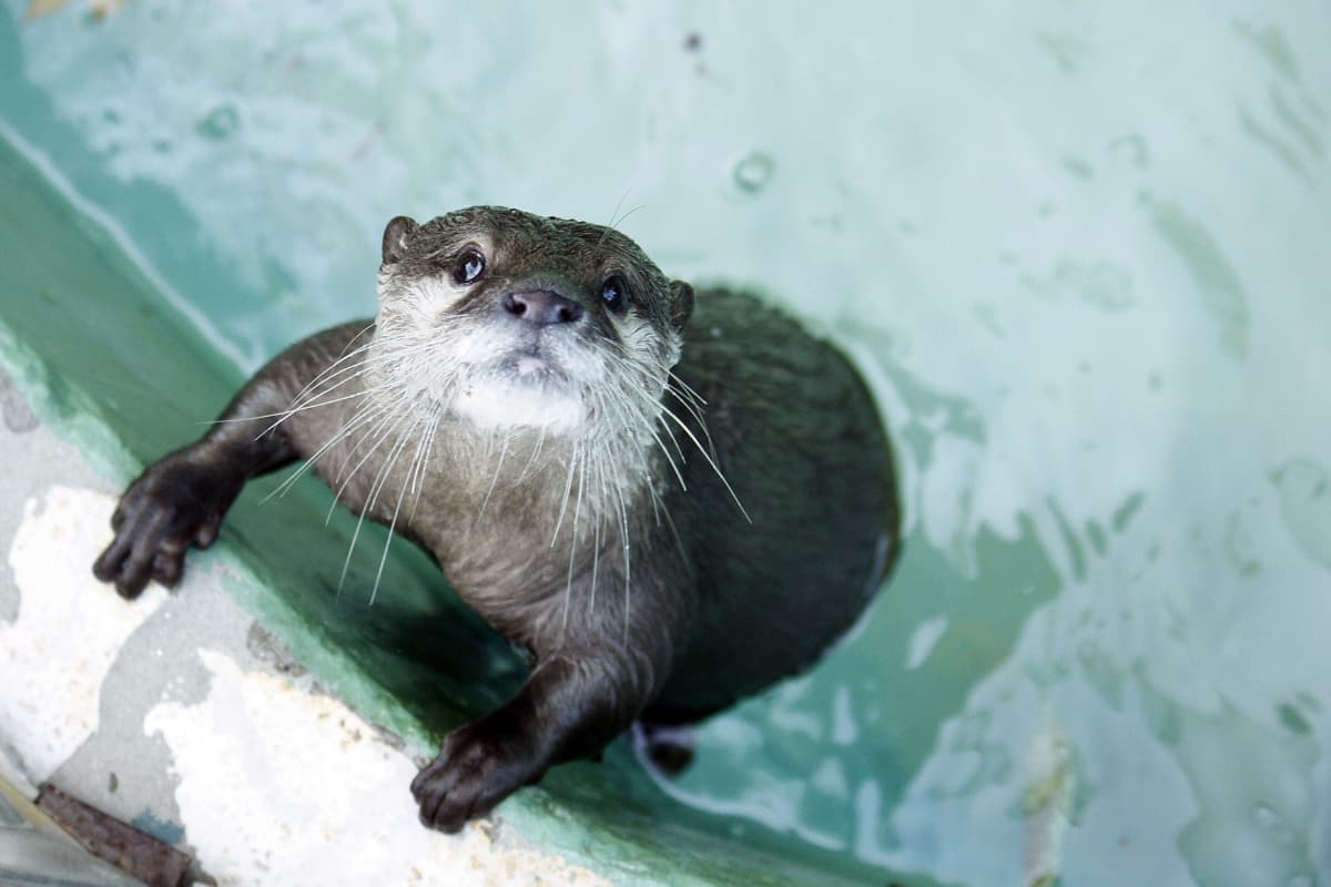 4 Places To Swim With Otters In The Us