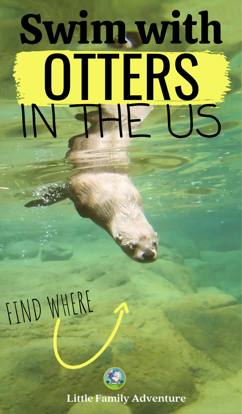 4 Places to Swim with Otters in the US