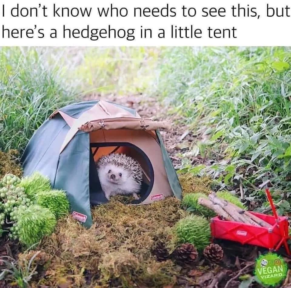 50 Funny Camping Memes to Make to Giggle & Inspire To Go Outside