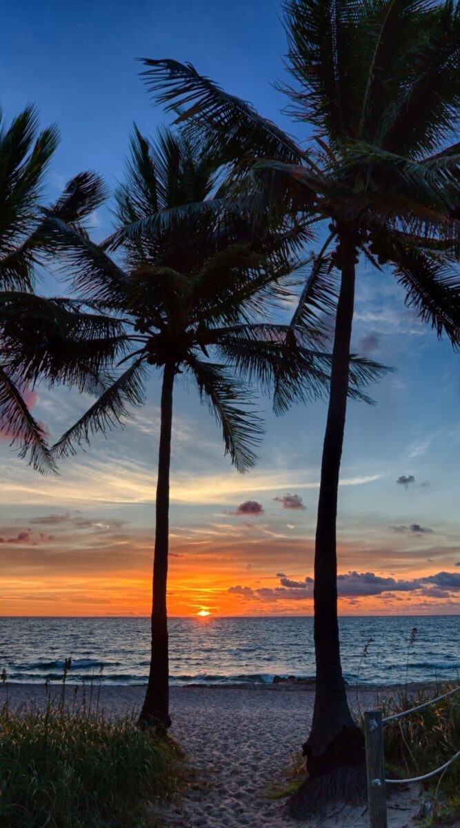 palm trees sunrise beach