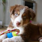 puppy with toy