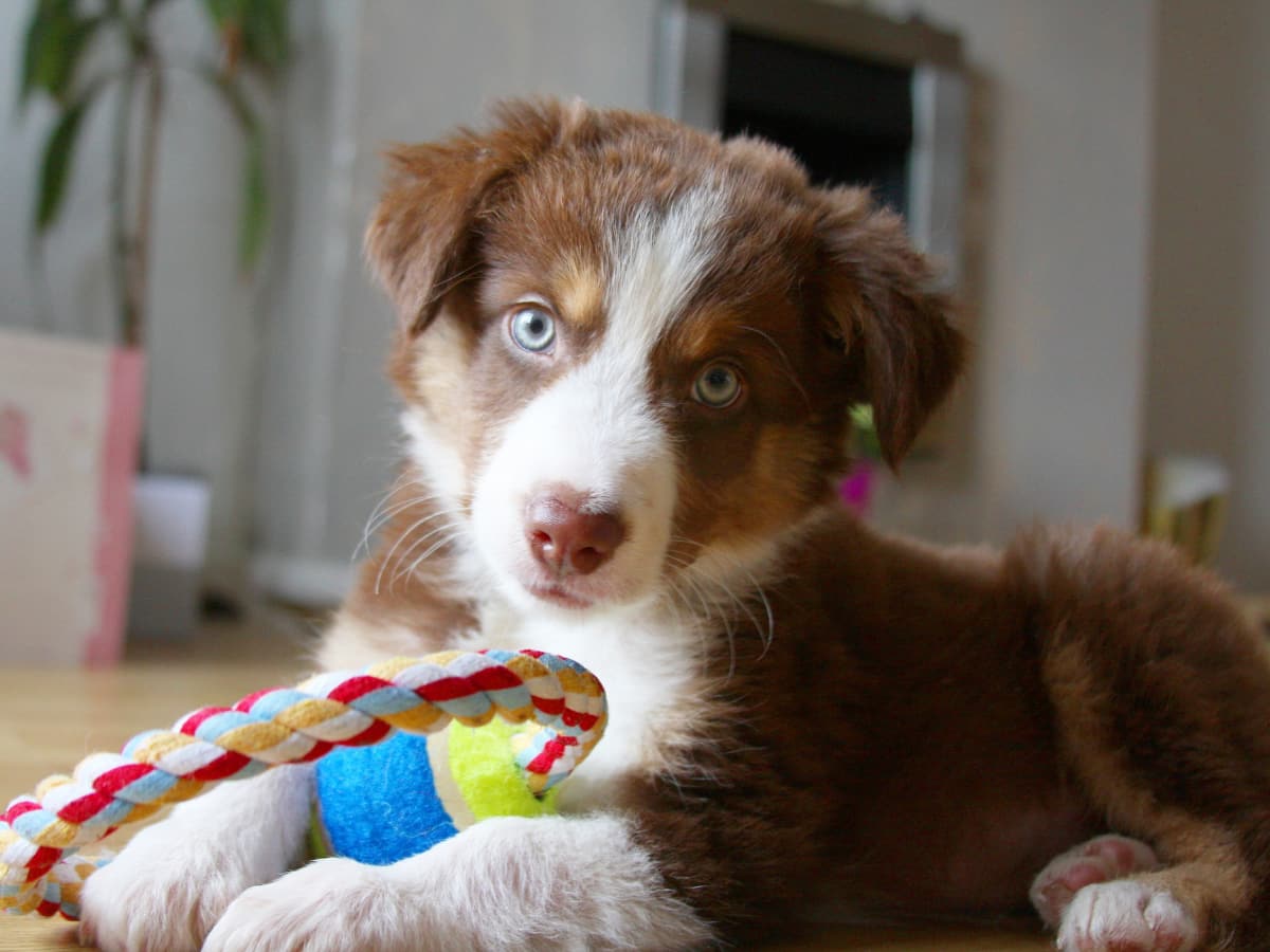 puppy with toy