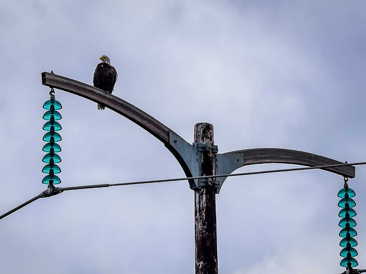 Bald Eagle on power line