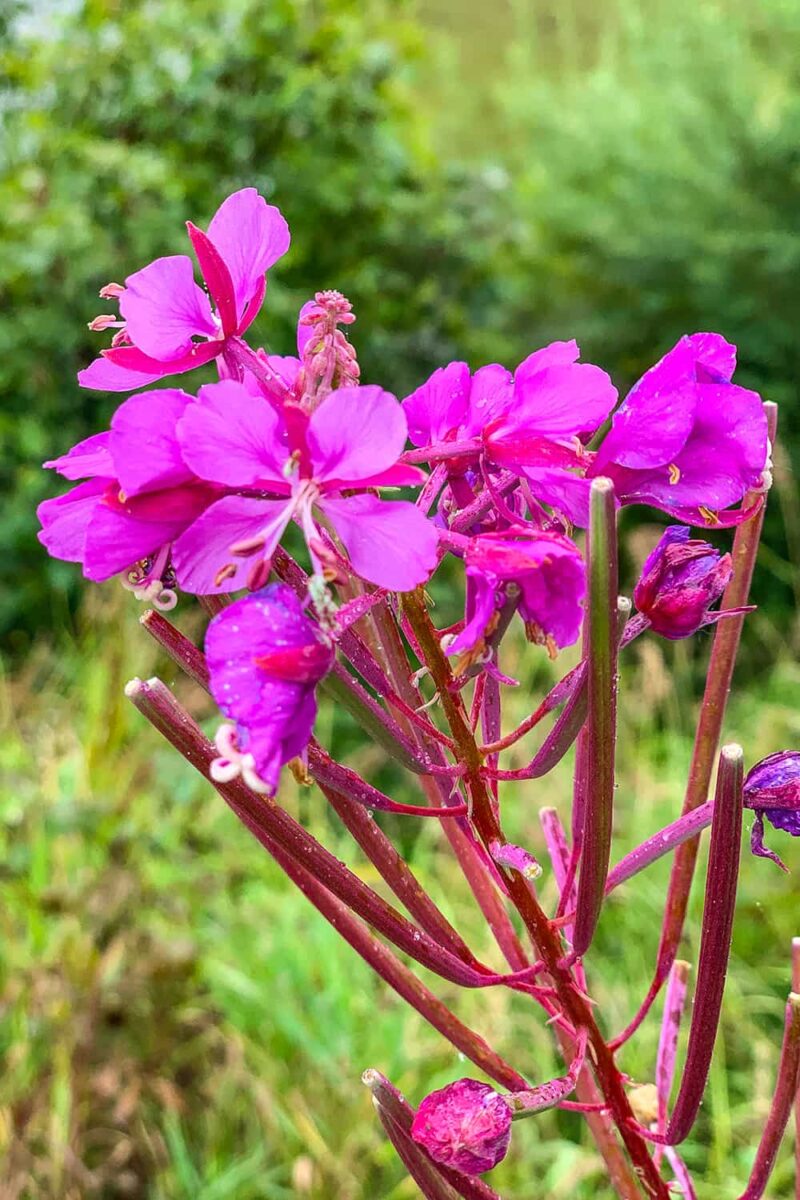 fireweed blooms