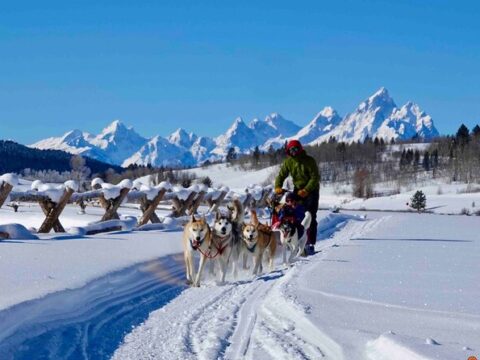 winter dog sledding