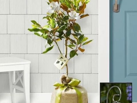 Image for Magnolia Tree from ProFlowers