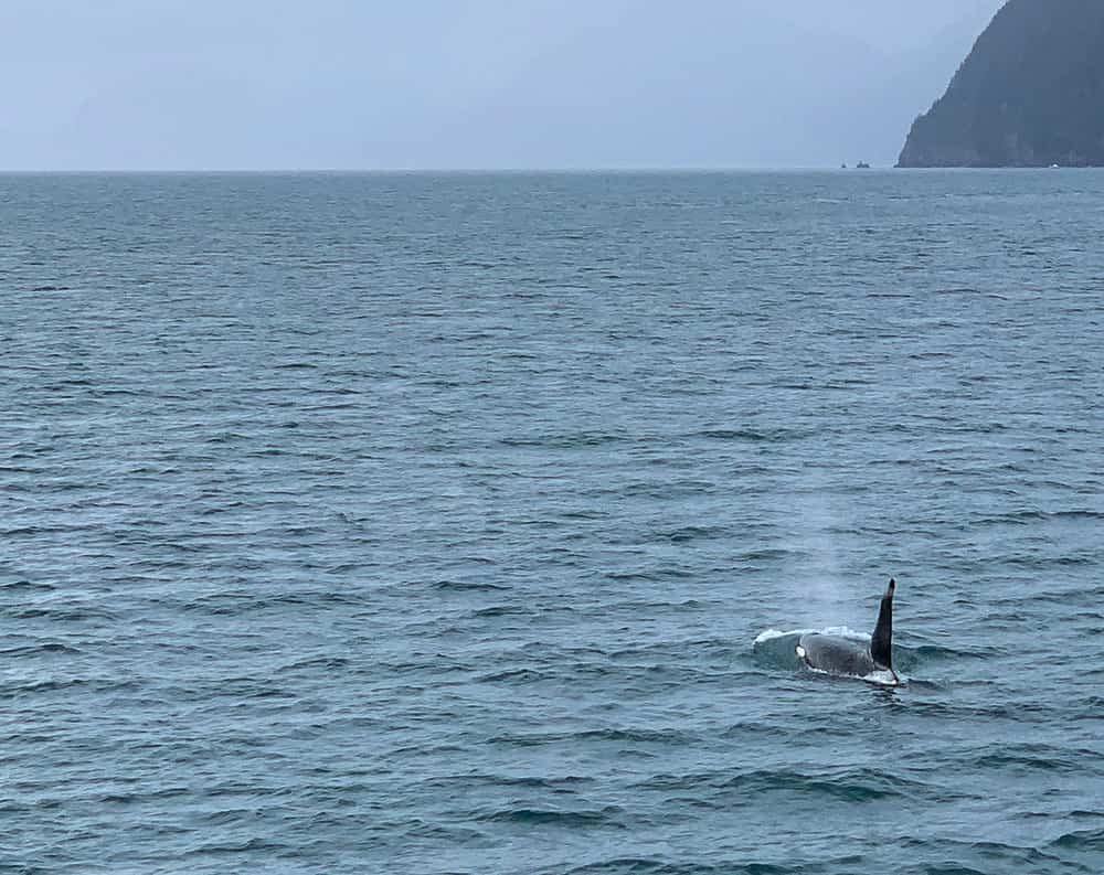 Orca breaching in Resurrection Bay