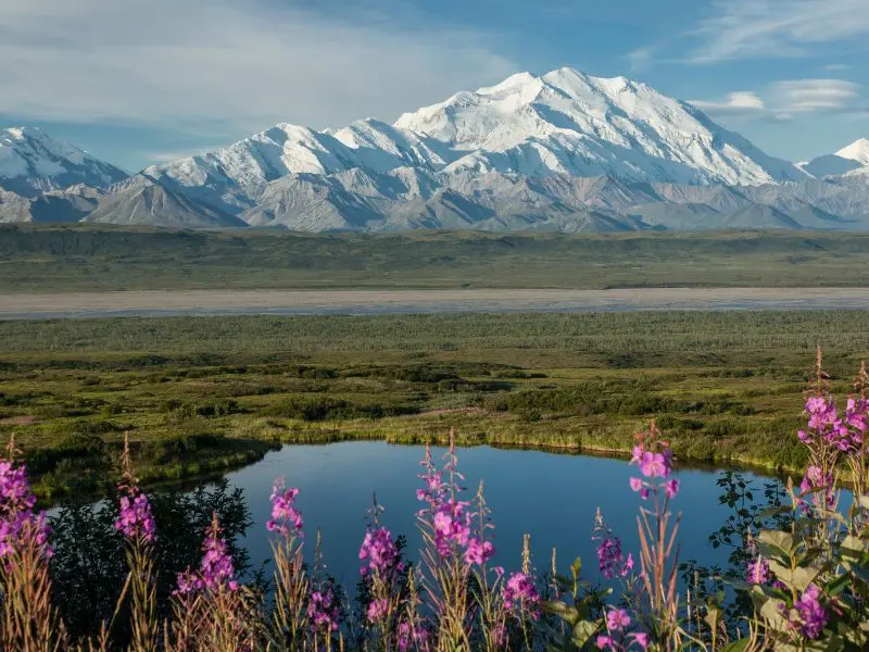 Denali mountain with fireweed in front of lake