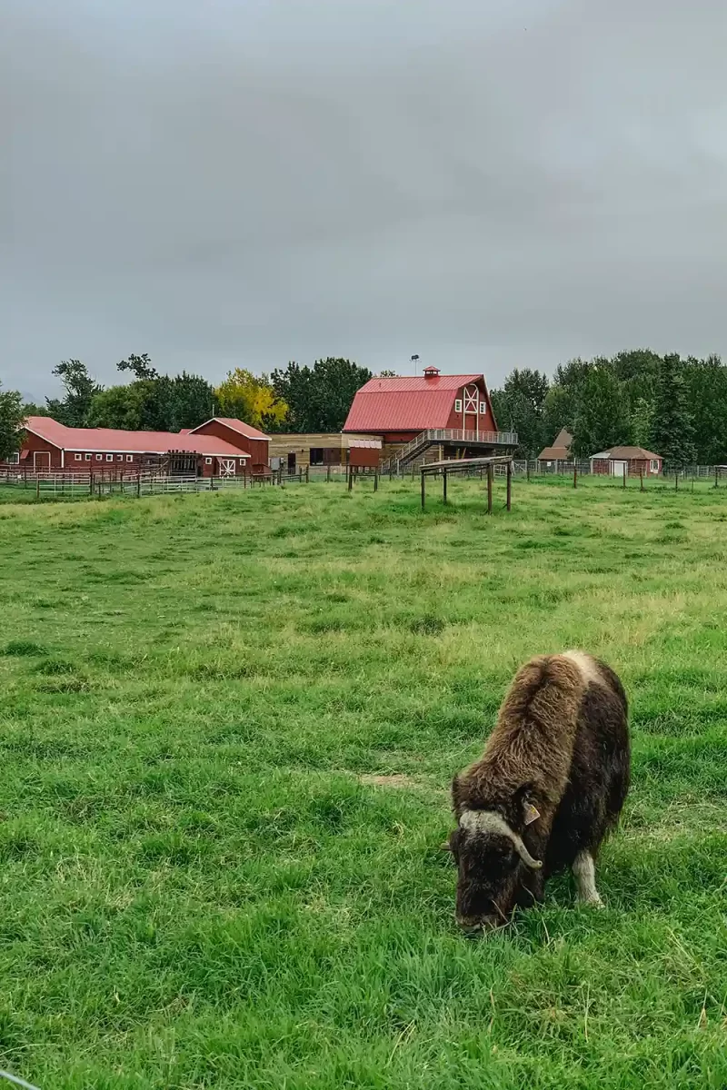 Musk Ox farm Palmer - animal in field before buildings