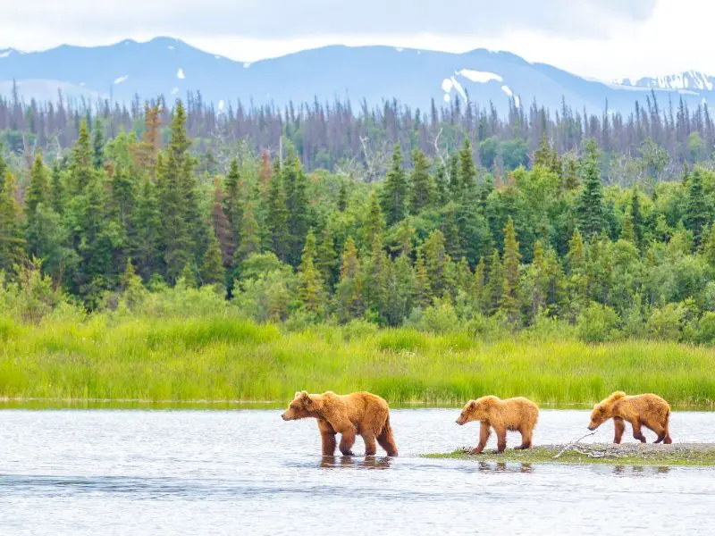 mother brown bear and her cubs