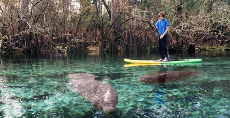 paddleboarding goes past a manatee