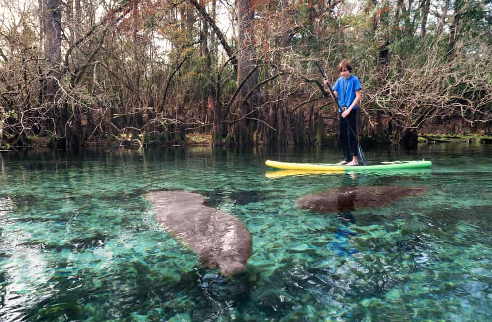 paddleboarding goes past a manatee