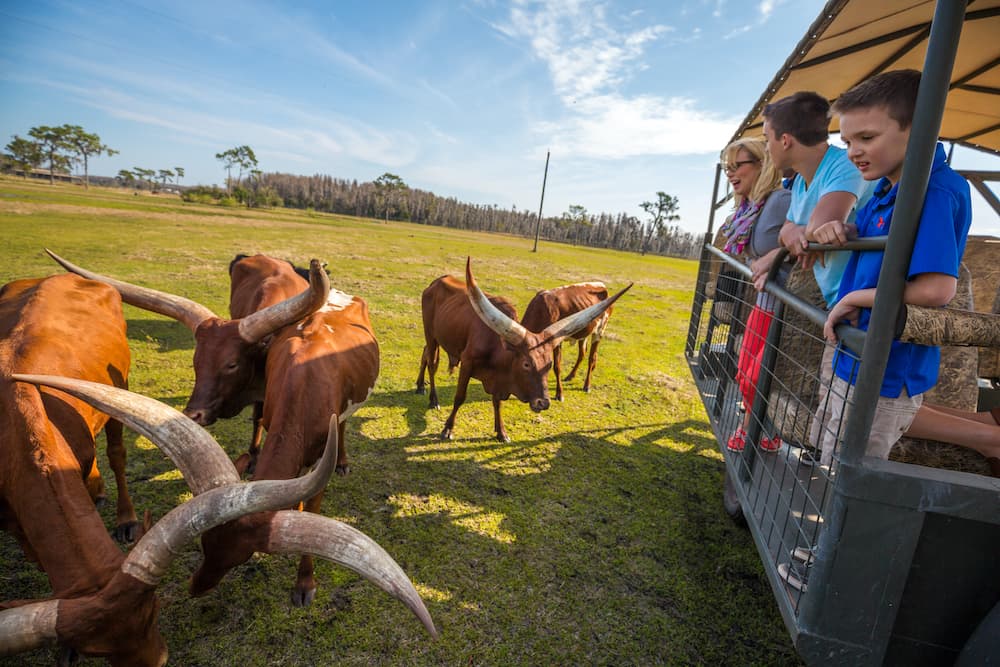 Watsu cattle next to safri vehicle wth people