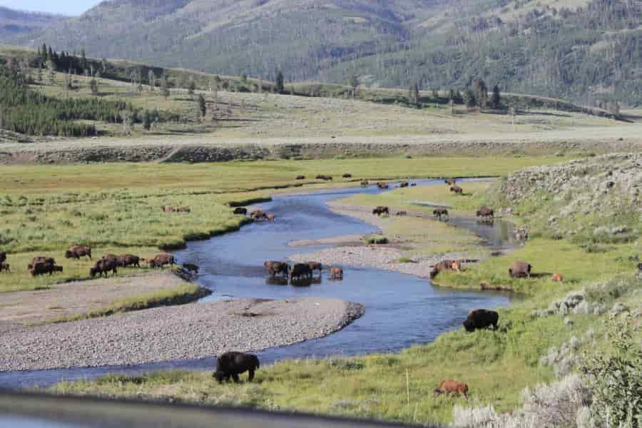 Bison in Yellowstone