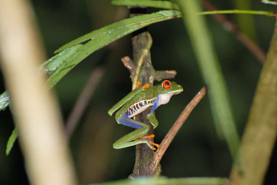 tree frog