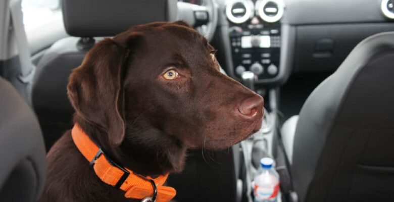 chocolate lab tetthered in back seat of car