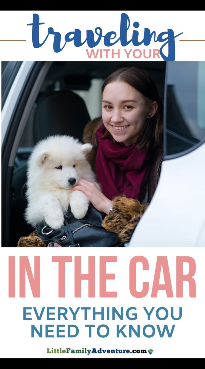 everything you need to know about traveling in a car with a puppy