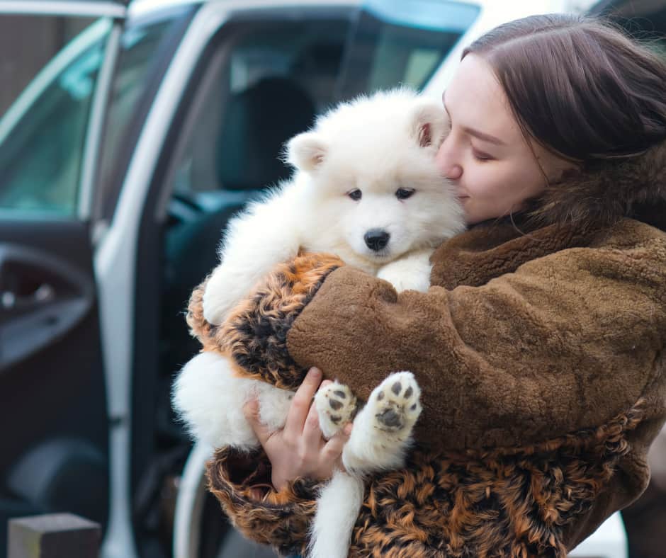 Everything You Need to Know About Road Tripping With Your Puppy