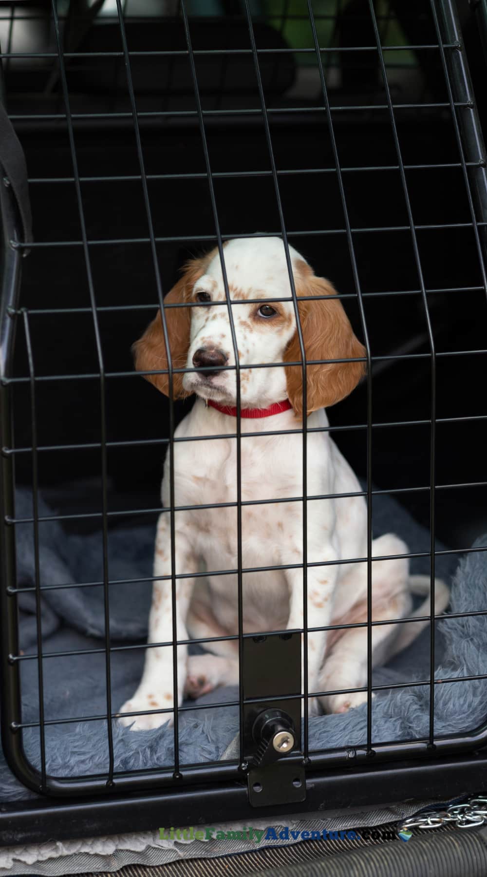 Everything You Need to Know About Road Tripping With Your Puppy