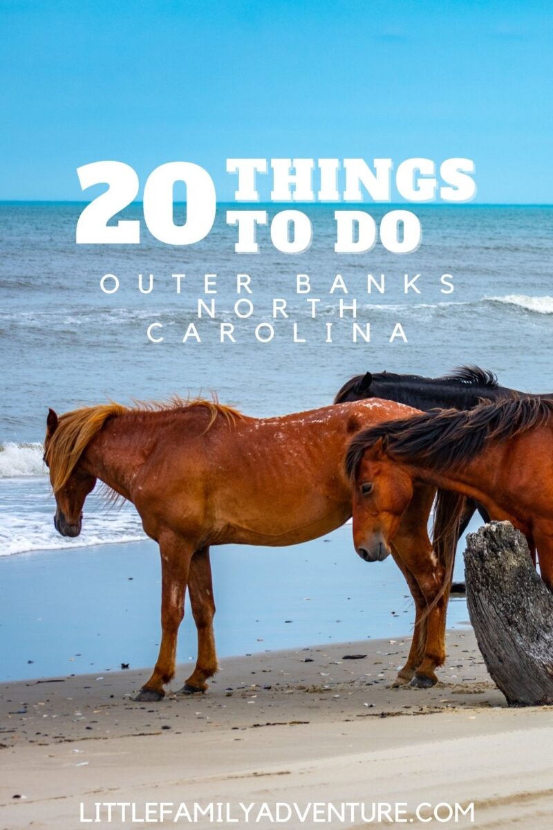 brown horses on beach looking at water in outer banks north carolina