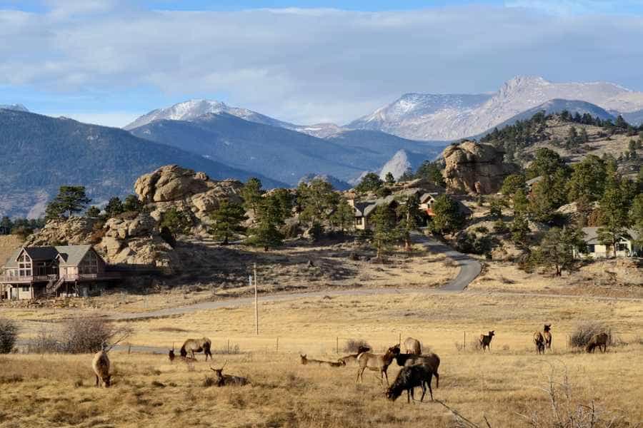 elk heard grazing near estes park colorado