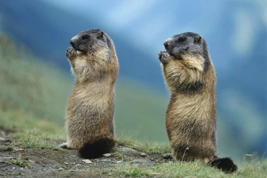 marmots standing at attention in the mountains