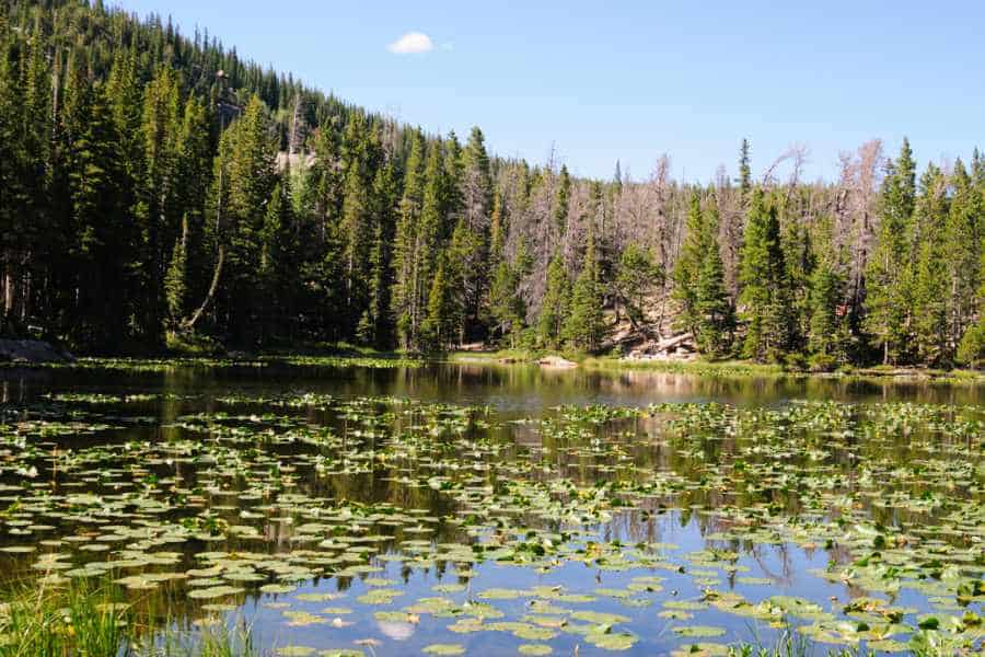 lilies on Nymph Lake in Rocky Mountain National Park surrounded by evergreen trees