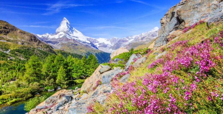Matterhorn - Alps in summer with wildflowers