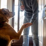 dog greeting man at the door