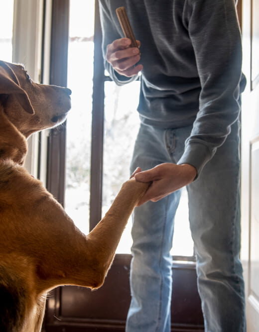 dog greeting man at the door