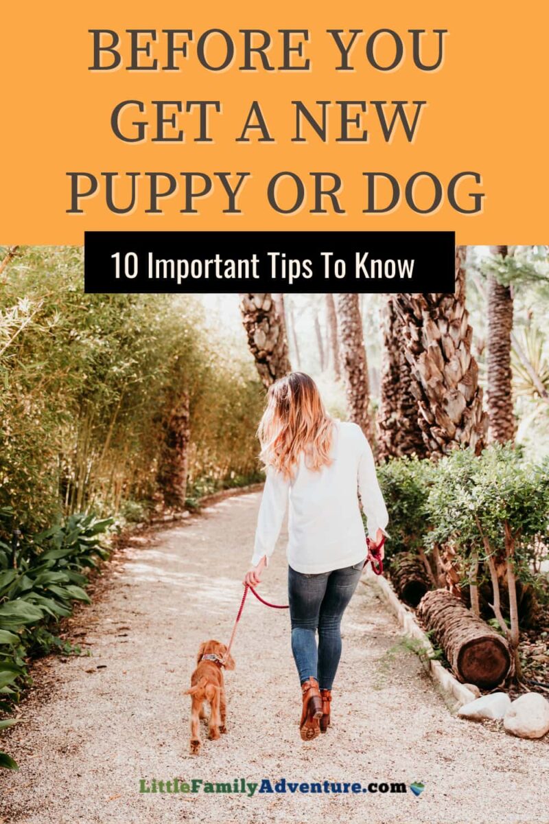 Simplifying The Transition Into Pet Parenthood 10 Important Tips for