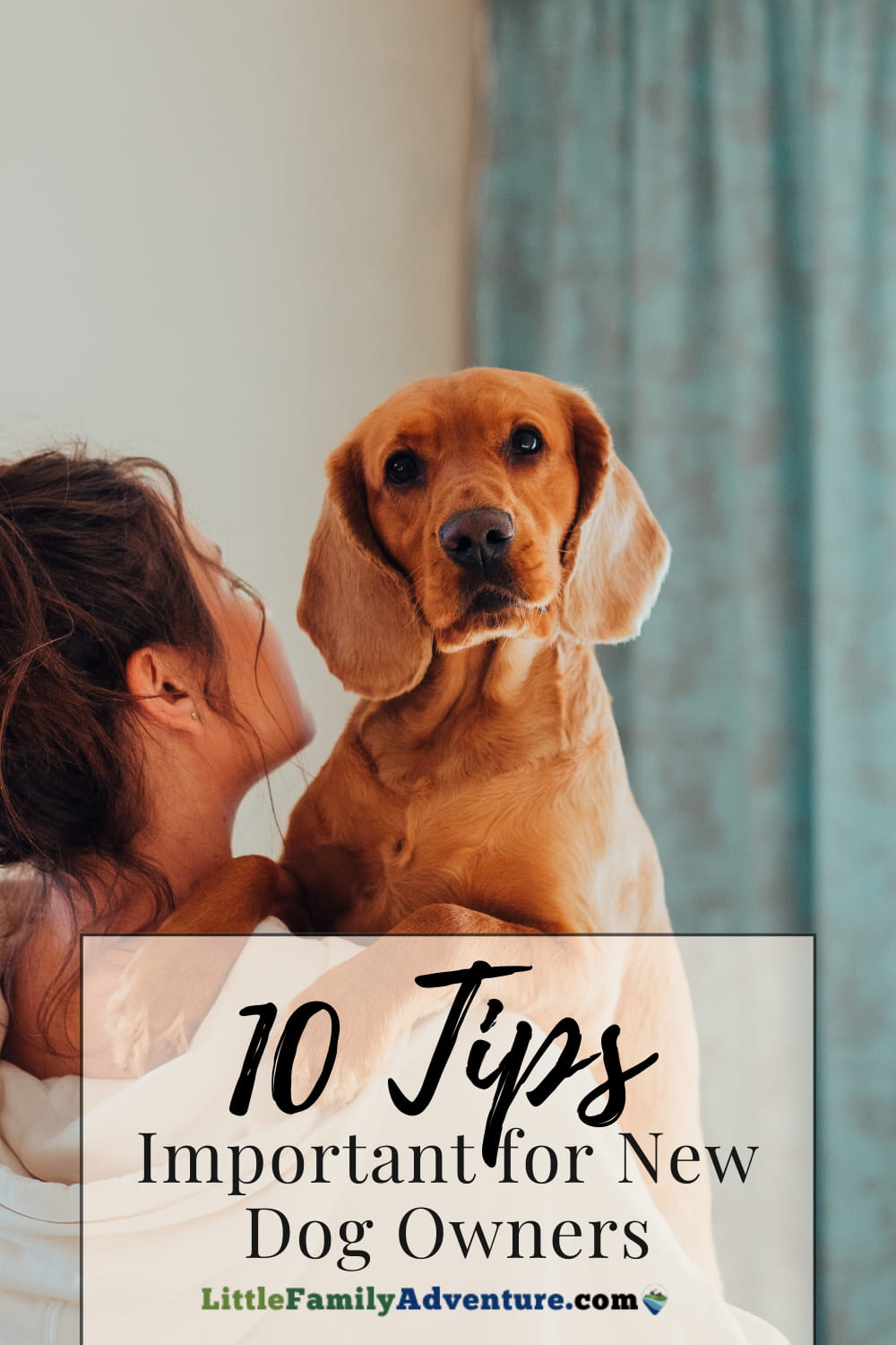 Simplifying The Transition Into Pet Parenthood 10 Important Tips for