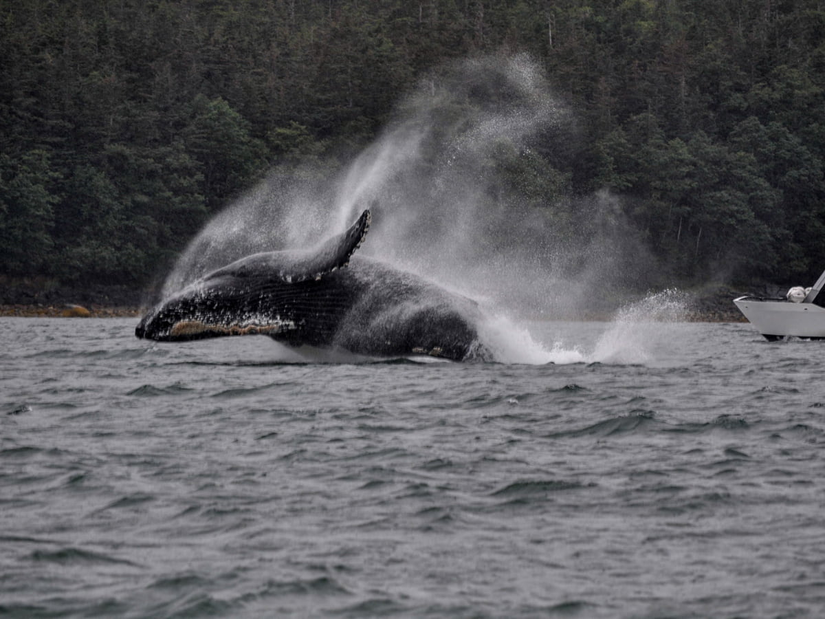 Whale breaching water