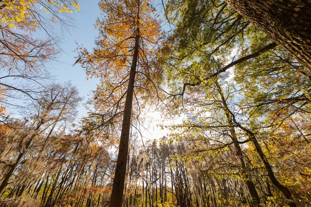 LeFleur's Bluff State Park