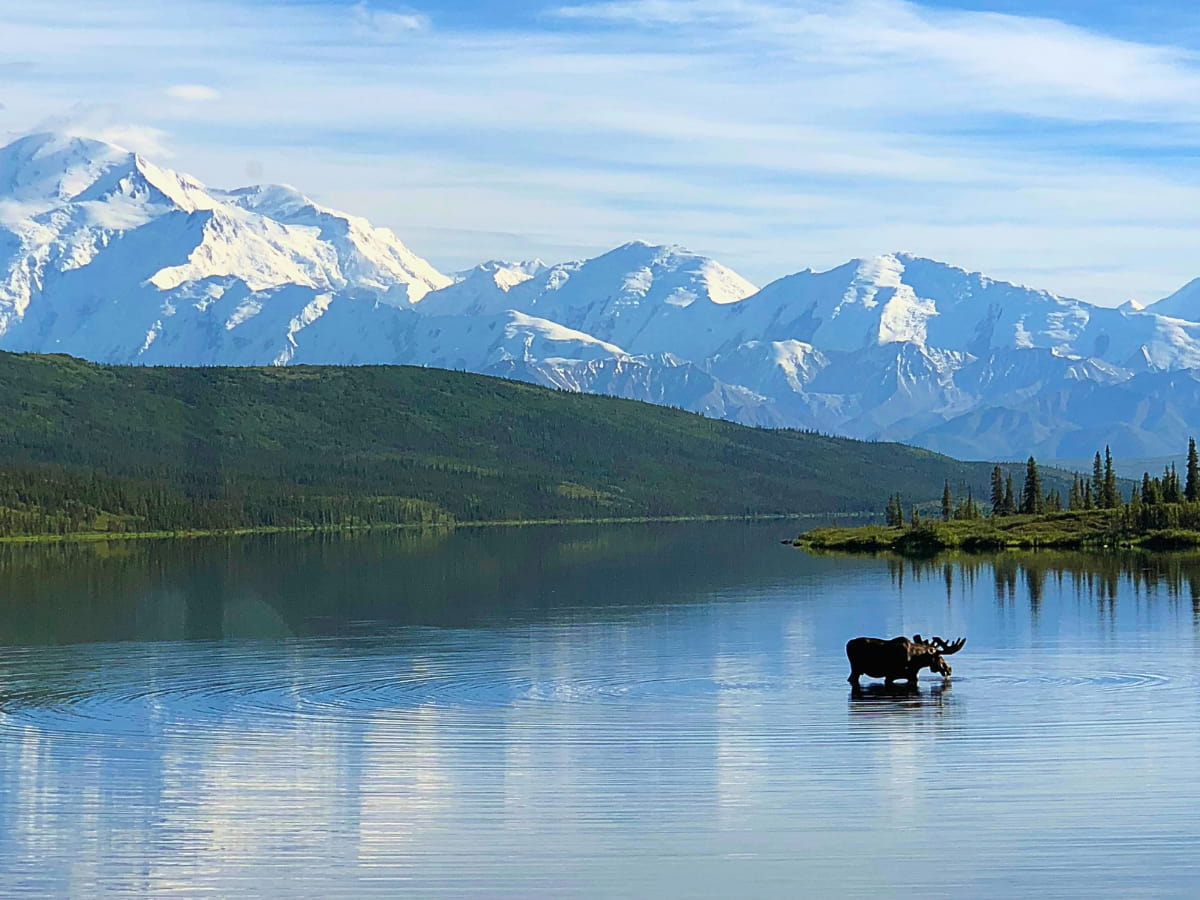 moose in Denali National Park