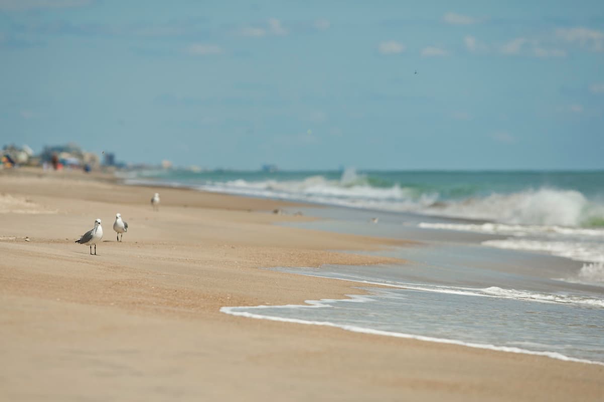 Emerald Isle - Beach with Birds