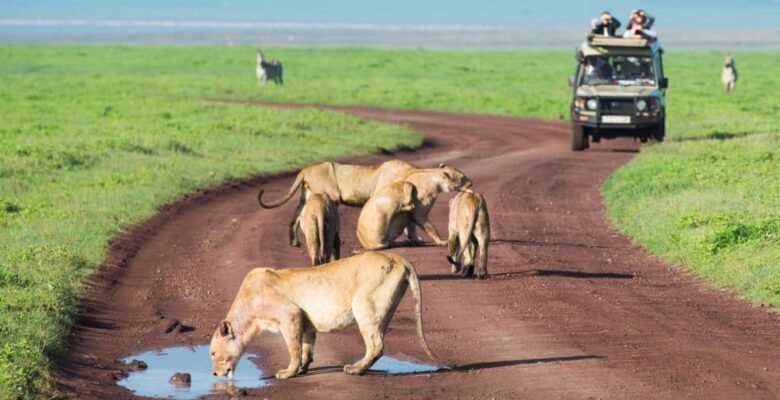 Lions on the road on safari