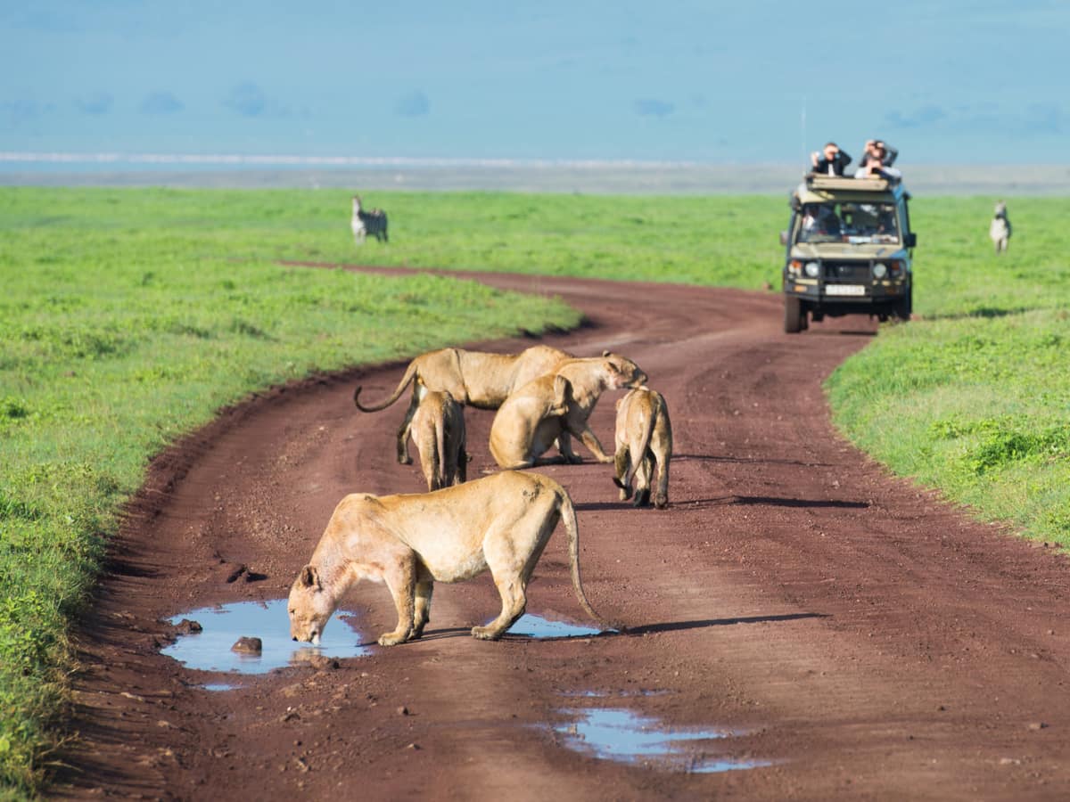 Lions on the road on safari