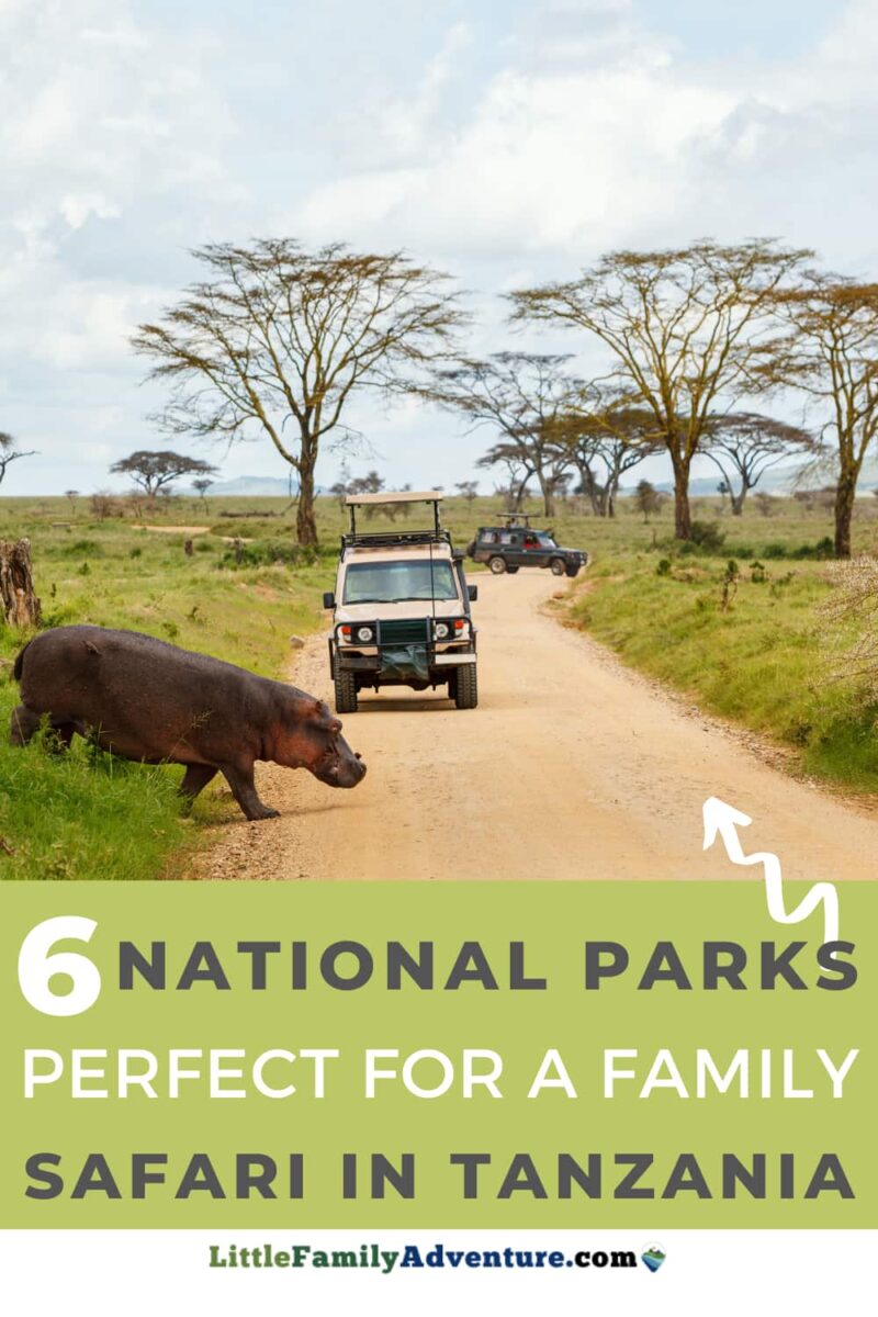 best national parks in Tanzania - hippo walking in road