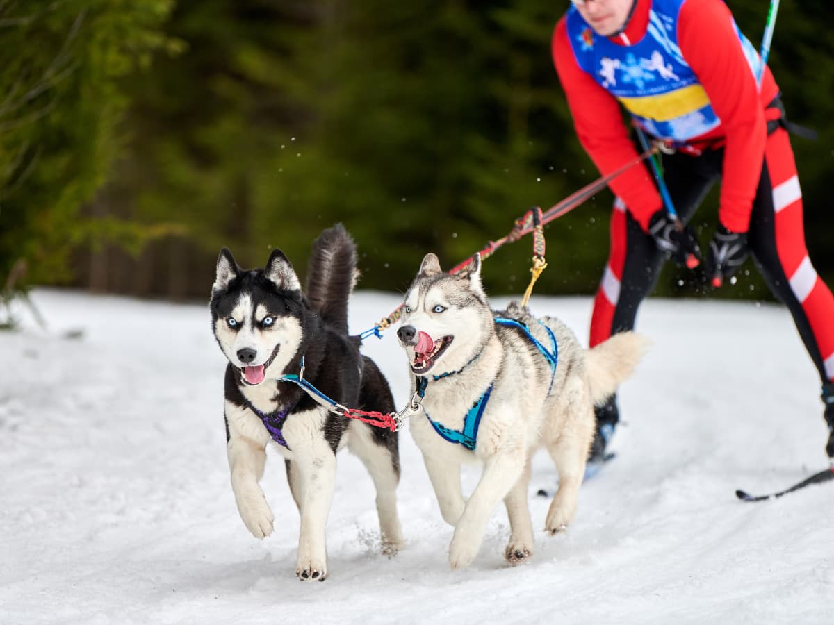 skijoring with two huskies