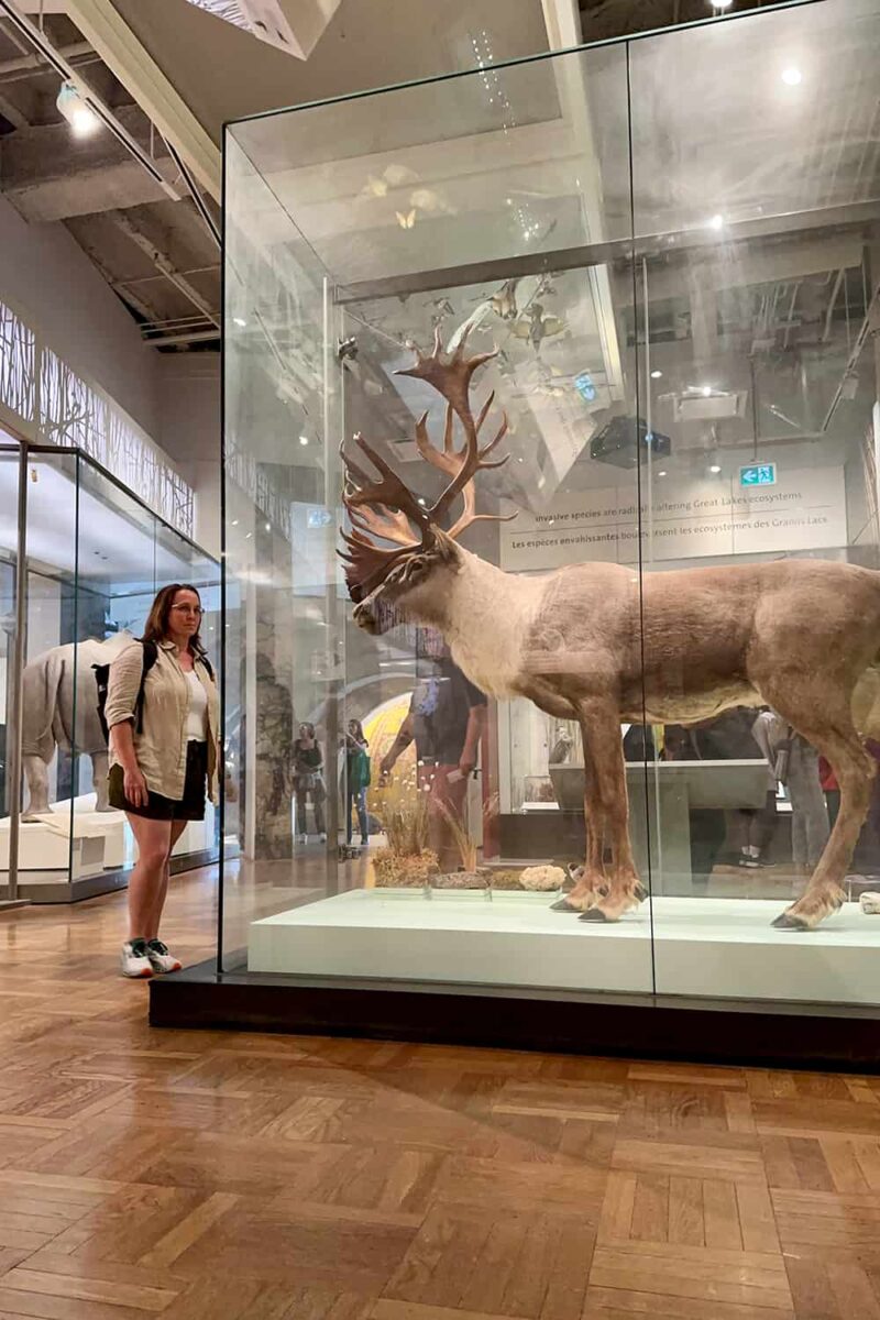 Royal Ontario Museum caribou display