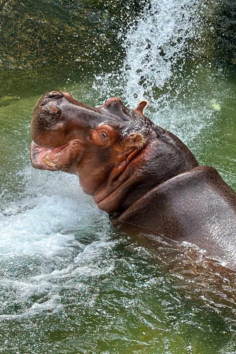 Toronto Zoo Hippo in water stream