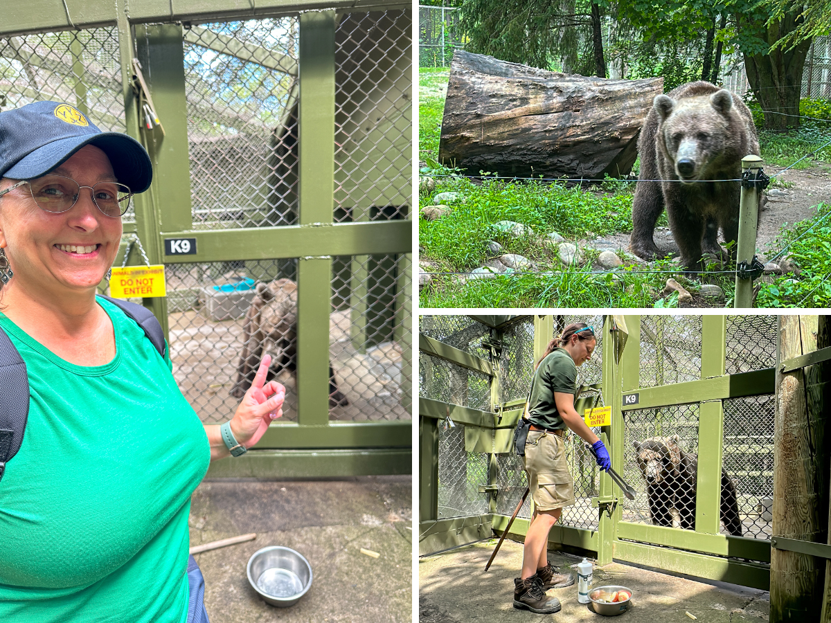 Toronto Zoo's Grizzly Bear encounter