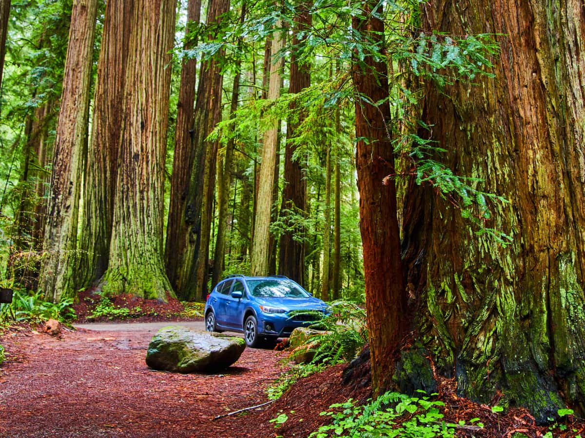 subaru outback in the forest